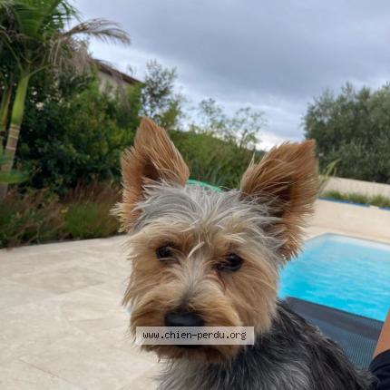 Photo de chien perdu à Carros