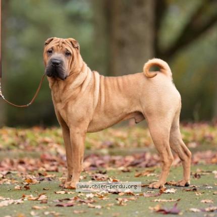 Photo de chien perdu à Cesson Sevigne