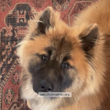 Photo de chien perdu à Rodez