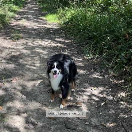 Photo 1/1 Chien retrouvé Perdu à Lesigny