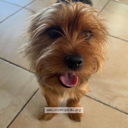 Photo 1/1 Chien retrouvé Perdu à Mazamet