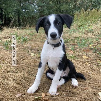 Photo de chien perdu à Saint Etienne