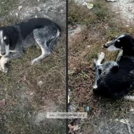 Photo de chien trouvé à Lagarrigue