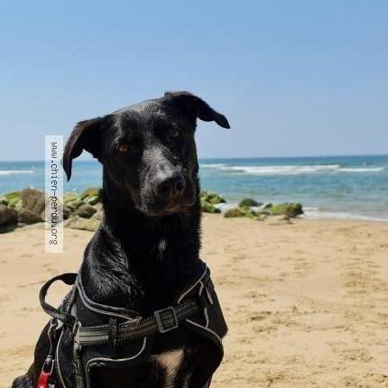 Photo de chien perdu à Perouges