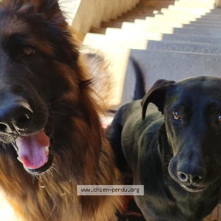 Photo 2/3 Chien retrouvé Perdu à Perouges