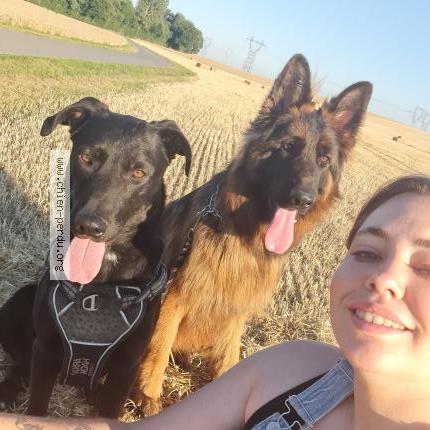 Photo 3/3 Chien retrouvé Perdu à Perouges