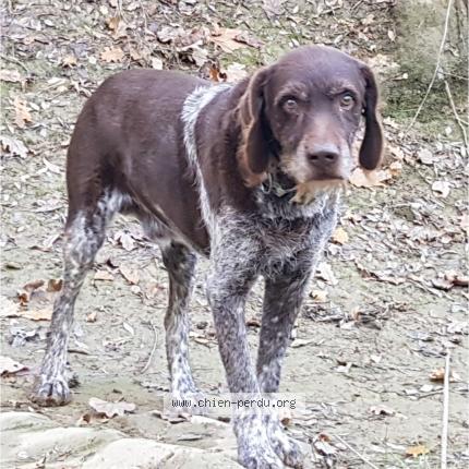 Photo 1/1 Chien retrouvé Perdu à Saussines