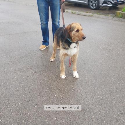 Photo 1/1 Chien retrouvé Perdu à Gigean