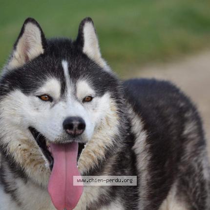 Photo 1/1 Chien retrouvé Perdu à Saint Pourcain Sur Besbre
