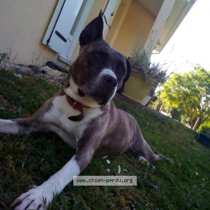 Photo 1/1 Chien retrouvé Perdu à St Amant De Boixe