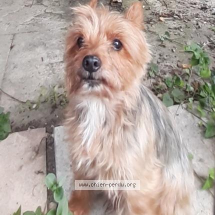 Photo 1/1 Chien retrouvé Trouvé à Les Noes Pres Troyes