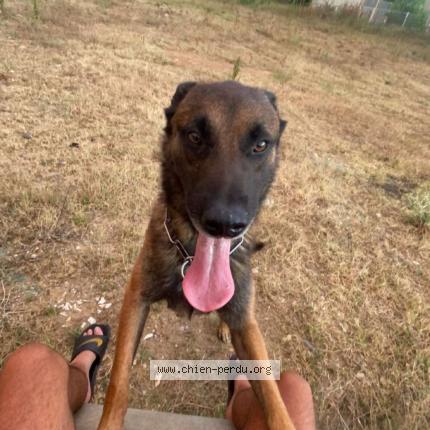 Photo 1/1 Chien retrouvé Perdu à Valence
