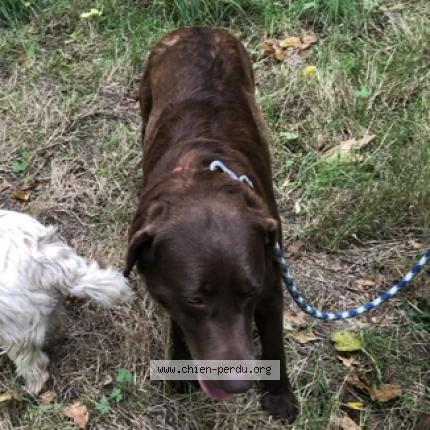 Photo 2/2 Chien retrouvé Perdu à Touvois
