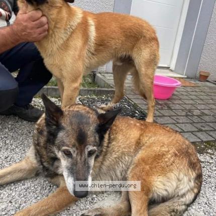 Photo de chien perdu à Montpeyroux