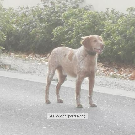Photo de chien trouvé à Nebian