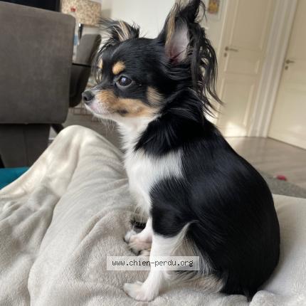 Photo 1/1 Chien retrouvé Perdu à Orly
