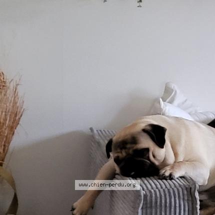 Photo de chien perdu à Champagne Sur Seine