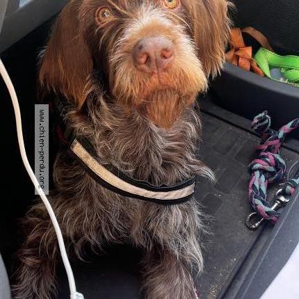 Photo de chien perdu à Nantes