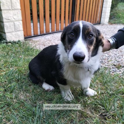 Photo 1/1 Chien retrouvé Perdu à Boisemont