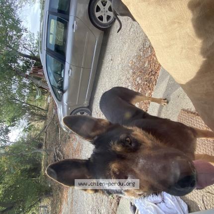 Photo 1/1 Chien retrouvé Trouvé à Montesquieu Lauragais