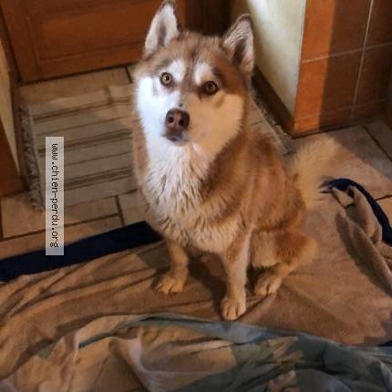 Photo de chien perdu à Corveissiat