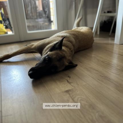 Photo de chien perdu à Gallargue Le Montueux