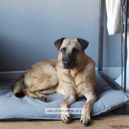 Photo de chien perdu à Saint Etienne
