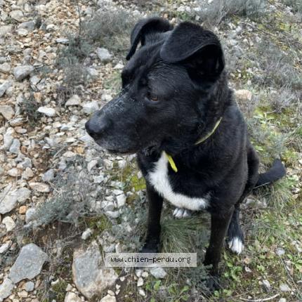 Photo 1/1 Chien retrouvé Perdu à Saint Privat Des Vieux