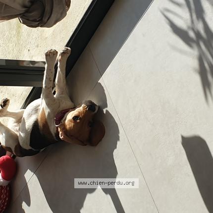 Photo 1/1 Chien retrouvé Perdu à Viriat