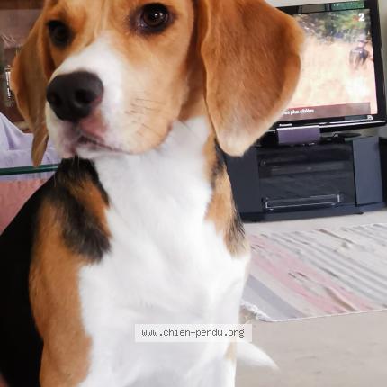 Photo 1/1 Chien retrouvé Perdu à Meschers Sur Gironde