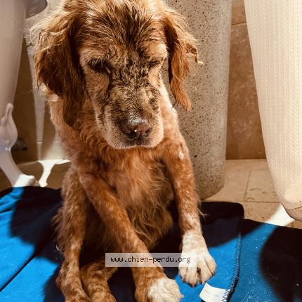 Photo 1/1 Chien retrouvé Trouvé à Saint Remy De Provence
