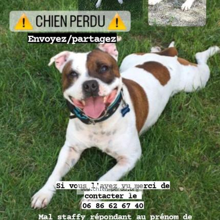 Panneau attention au chien FR Staffordshire Blanc