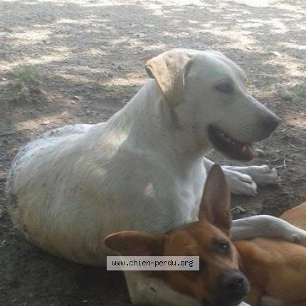 Photo 1/1 Chien retrouvé Perdu à Toulouse