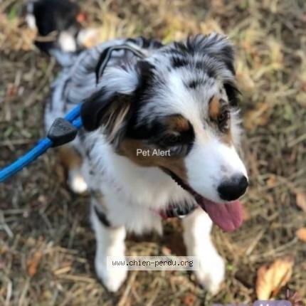 Photo de chien perdu à Villebon Sur Yvette