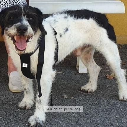 Photo 1/1 Chien retrouvé Perdu à Miramont De Quercy