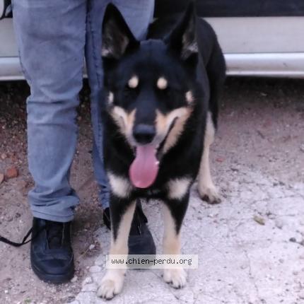 Photo de chien trouvé à Bouresse