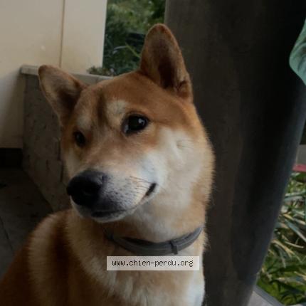 Photo de chien perdu à Sarcelles