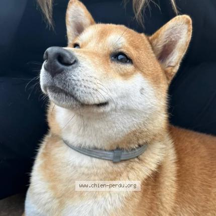Photo 2/2 Chien retrouvé Perdu à Sarcelles