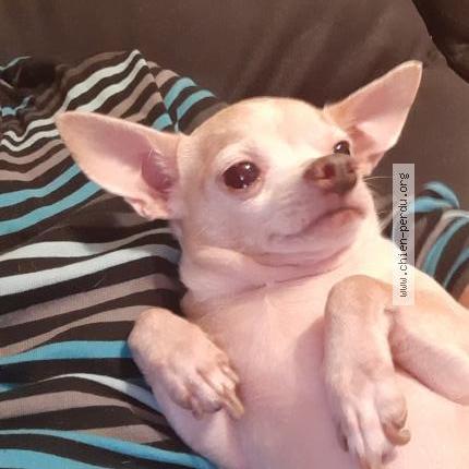 Photo 1/1 Chien retrouvé Perdu à Misy Sur Yonne