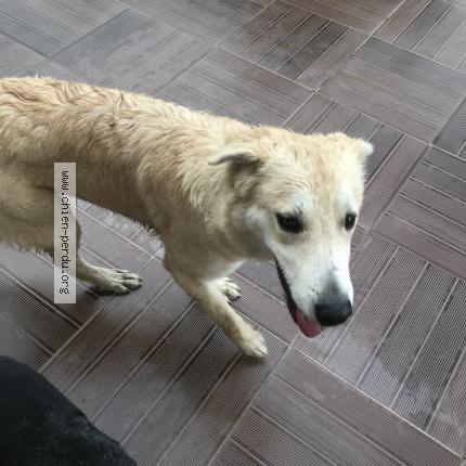 Photo 1/1 Chien retrouvé Trouvé à St Sardos