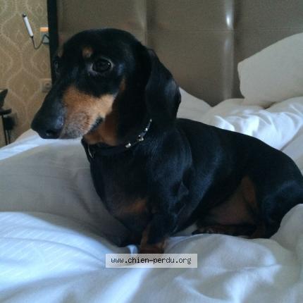 Photo de chien perdu à Issy Les Moulineaux