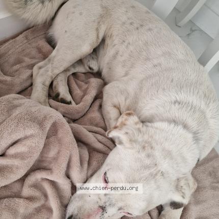 Photo de chien perdu à St Jeannet