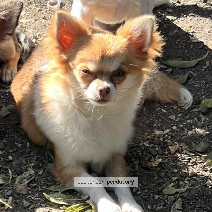 Photo 1/1 Chien retrouvé Perdu à Portet Sur Garonne