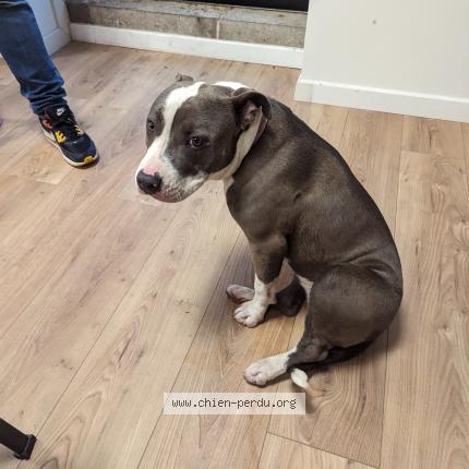 Photo de chien trouvé à Herouville En Vexin