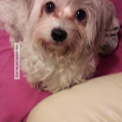 Photo 1/1 Chien retrouvé Trouvé à Marseille