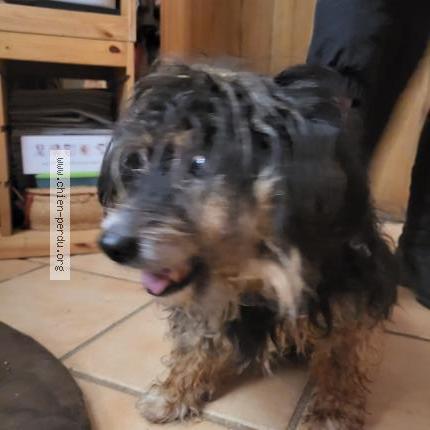Photo 1/1 Chien retrouvé Trouvé à Senozan