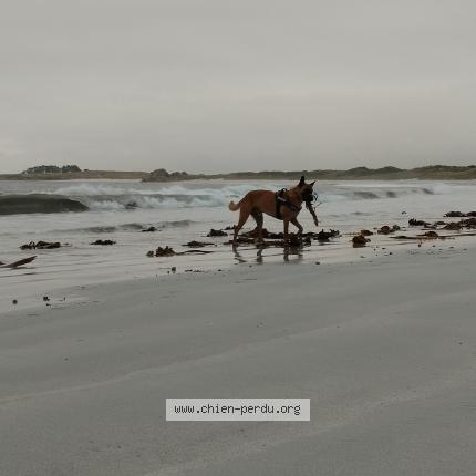 Photo de chien perdu à Ploudalmezeau