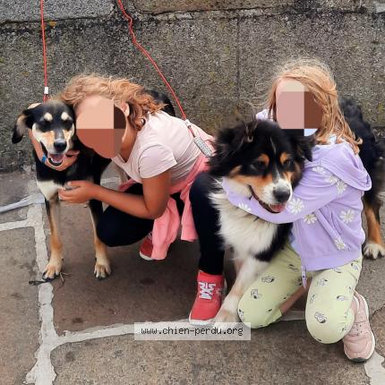 Photo 1/1 Chien retrouvé Perdu à Orgeres en beauce