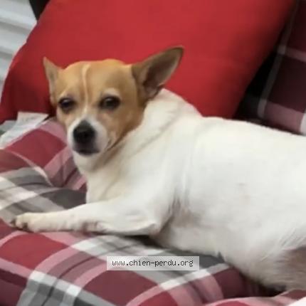 Photo 1/1 Chien retrouvé Perdu à Saintes