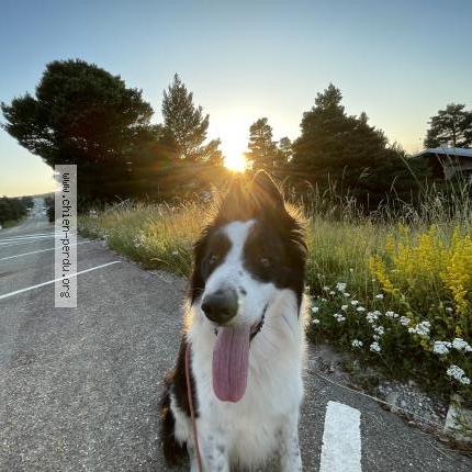 Photo de chien perdu à Morieres Les Avignon
